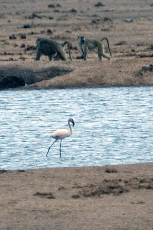 Kenia (317).jpg